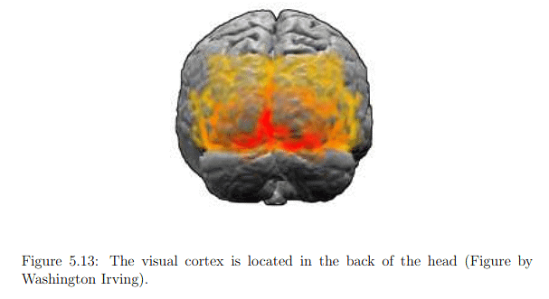 The Physiology of Human Vision | Zoology Optional Notes for UPSC