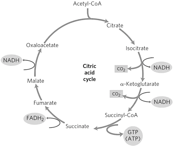 Krebs Cycle Zoology Optional Notes for UPSC PDF Download