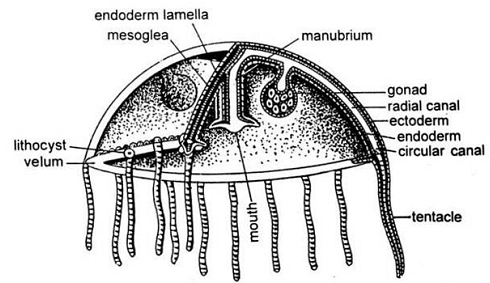 Cnidaria: Obelia - Zoology Optional Notes for UPSC PDF Download