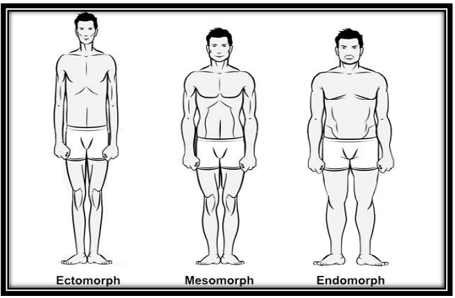 Human physique and somatotypes - Anthropology Optional for UPSC PDF ...