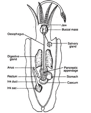 Molluscs: Sepia - Zoology Optional Notes for UPSC PDF Download