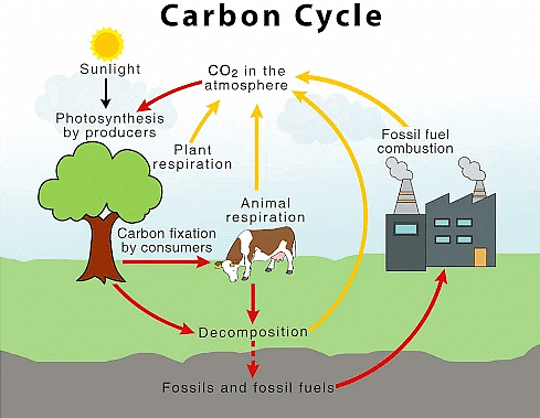 Biosphere: Biogeochemical Cycles - Zoology Optional Notes for UPSC PDF ...