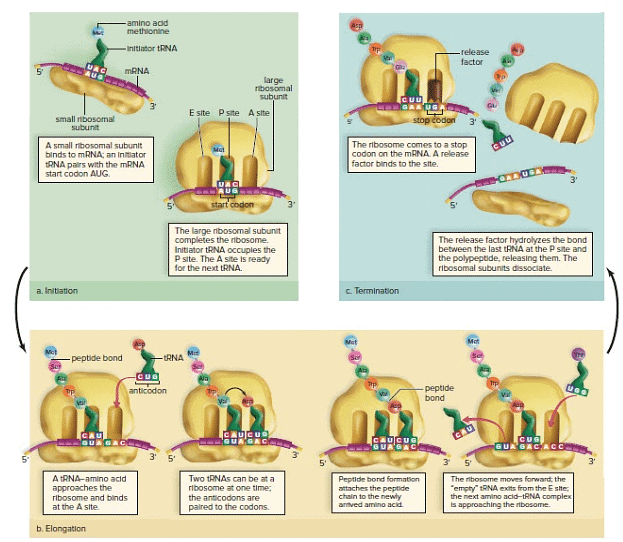 Gene Expression Zoology Optional Notes for UPSC PDF Download