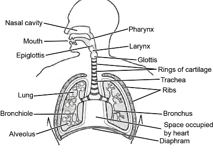 Respiratory System - Zoology Optional Notes for UPSC PDF Download