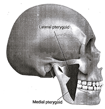 Trigeminal Nerve: Neuroanatomy - Medical Science Optional Notes for ...