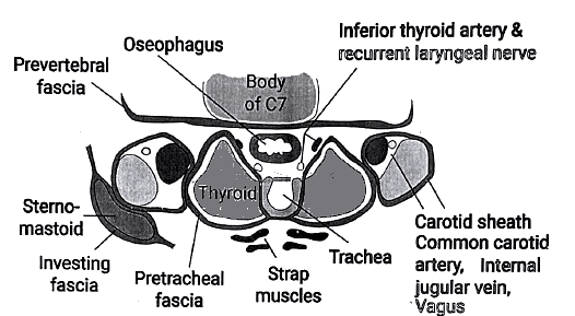 Thyroid Gland: Miscellaneous - Medical Science Optional Notes for UPSC ...