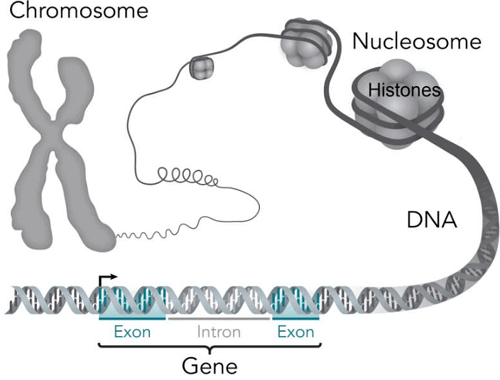 Nucleic acid Topology Zoology Optional Notes for UPSC PDF Download
