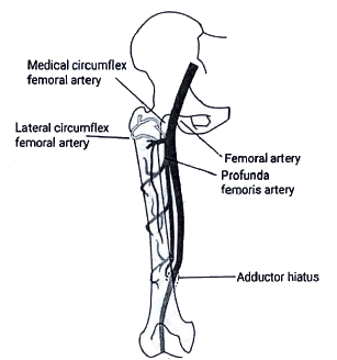 Hip Joint - Medical Science Optional Notes for UPSC PDF Download