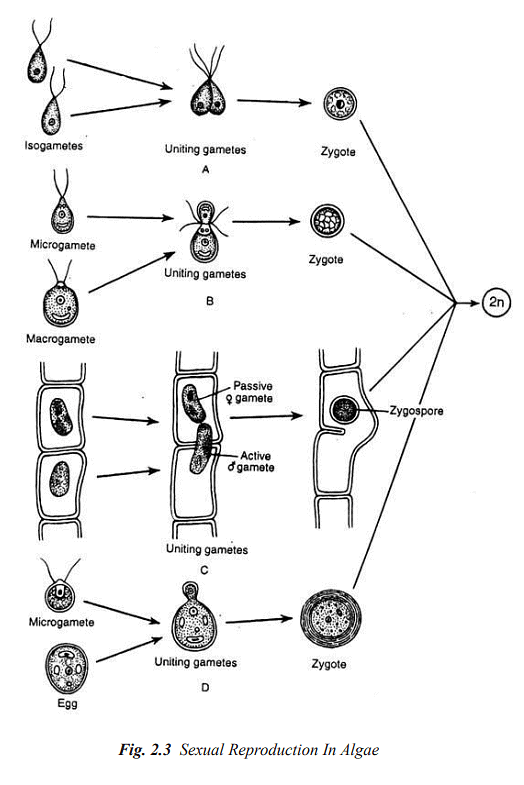 Structure and Reproduction Algae - Botany Optional for UPSC PDF Download