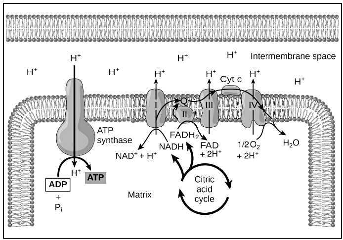 Oxidative Phosphorylation - Zoology Optional Notes for UPSC PDF Download