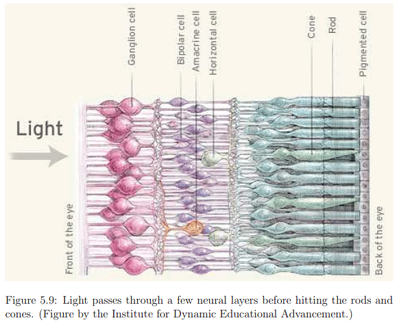The Physiology of Human Vision | Zoology Optional Notes for UPSC