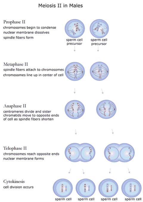 Mitosis and Meiosis - Botany Optional for UPSC (Notes) PDF Download