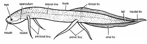 Pisces: Overview - Zoology Optional Notes for UPSC PDF Download