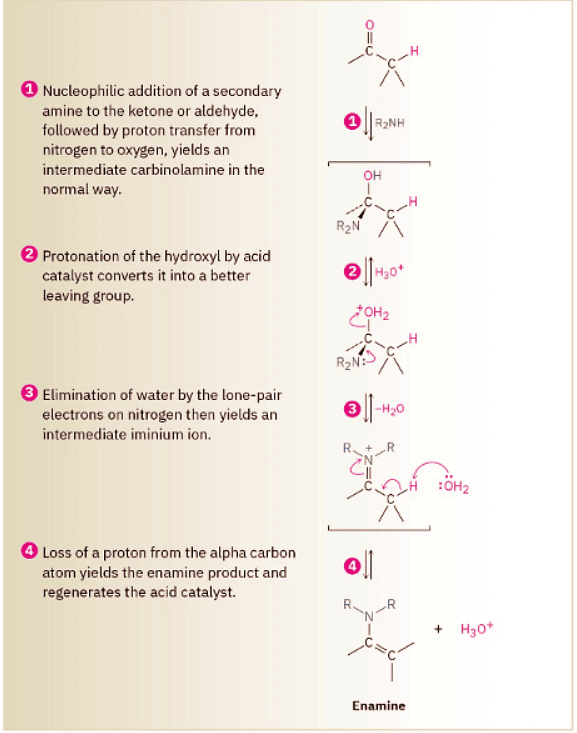 9.13: Nucleophilic Addition Of Amines- Imine And Enamine Formation – JFFA