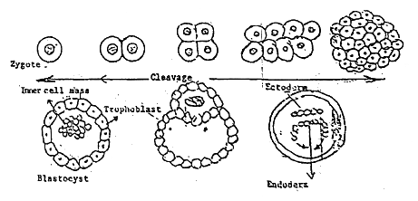 Fertilization, Formation and Foetal Membrane in Mammals - Animal ...