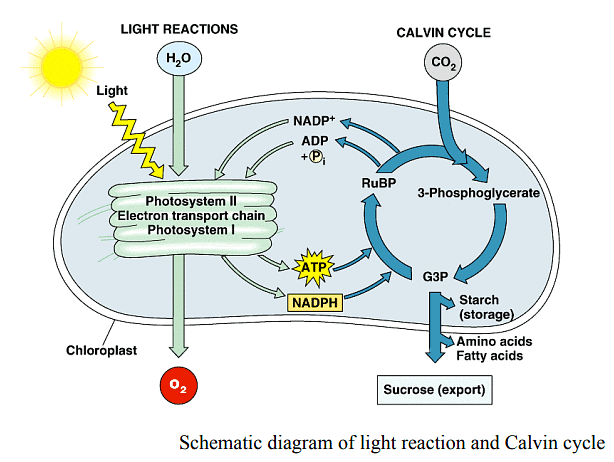 Photosynthesis Photochemical Reactions Photophosphorylation And