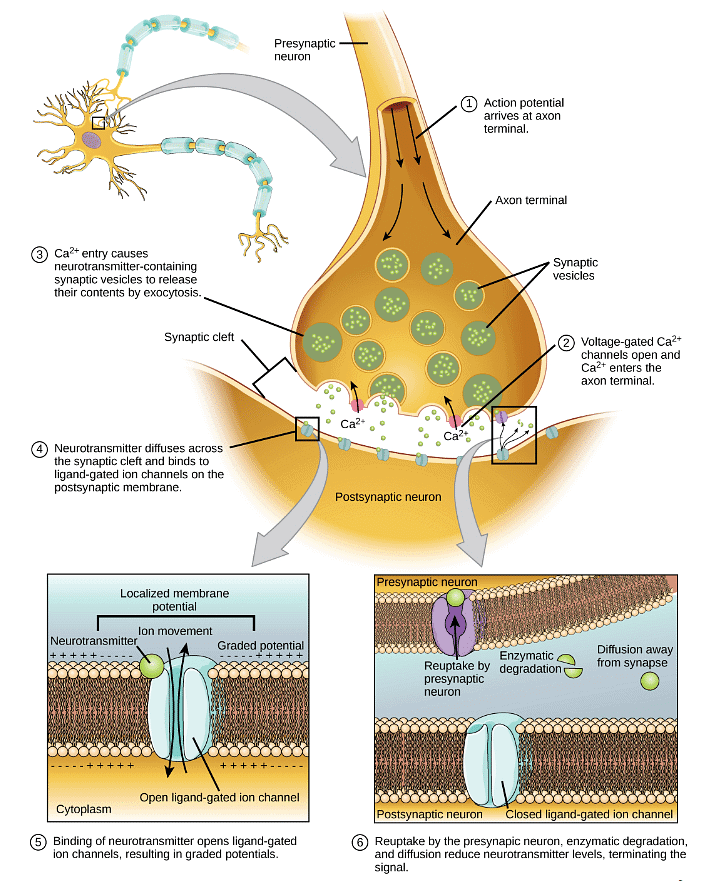 Nerve Impulse | Zoology Optional Notes for UPSC
