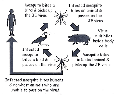 Japanese Encephalitis-Etiology - Medical Science Optional Notes for ...