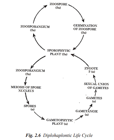 Structure and Reproduction Algae - Botany Optional for UPSC PDF Download