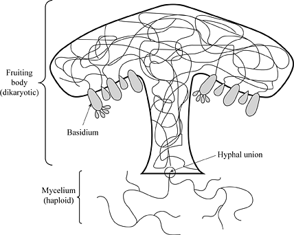 Definition of The Major Groups Of Fungi | Chegg.com