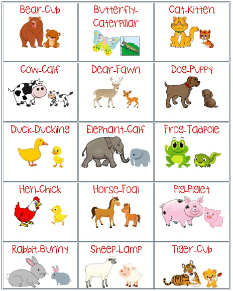 Animals - Notes | Study General Knowledge Olympiad for Class 1 - Class 1 Animals - Notes | Study General Knowledge Olympiad for Class 1 - Class 1