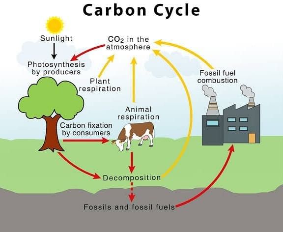 The Biogeochemical Cycles - Science Olympiad Class 9 PDF Download