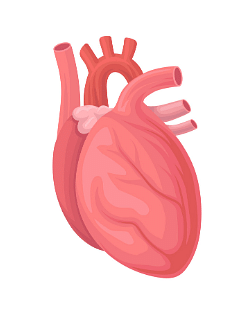 Our Body Chapter Notes | EVS for Class 2