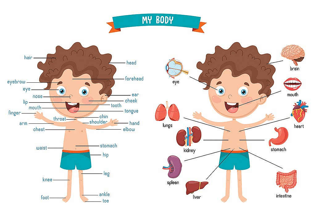 Our Body Chapter Notes | EVS for Class 2