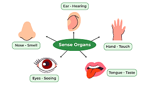 Our Body Chapter Notes | EVS for Class 2