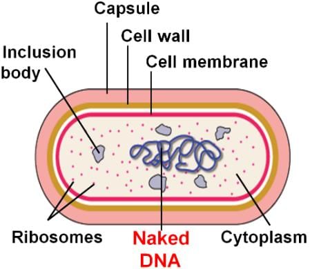 Test: Prokaryotic Cells | 15 Questions MCQ Test Biology Class 11 NEET