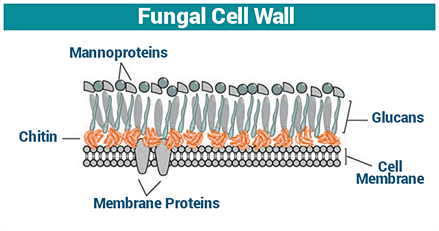 Fungal Cell Wall | Cell Wall Function | Fungi - Structure and Growth