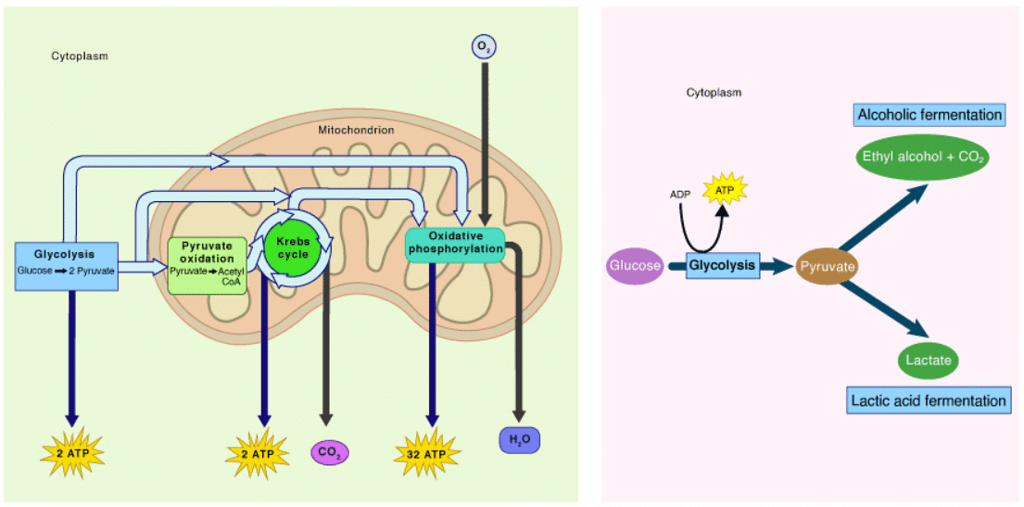 Aerobic and Anaerobic Respiration