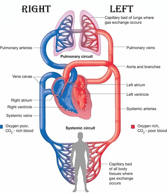 Double circulatory system 