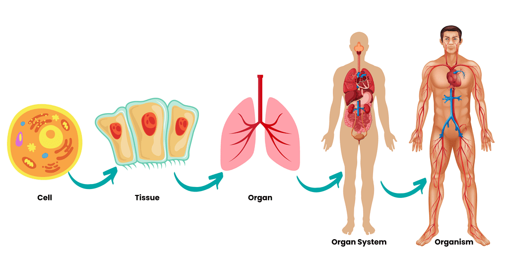 Human Body: Organ Systems Chapter Notes | Science for Class 3
