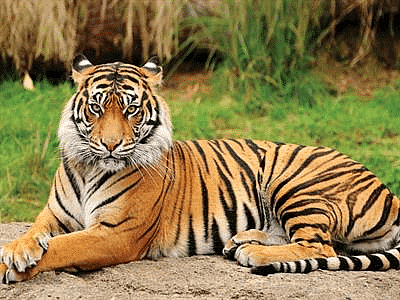 Short Summary: How to Tell Wild Animals - Notes | Study Chapter Notes for Class  10 - Class 10