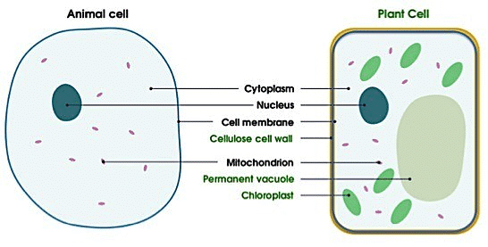 Important Points: The Fundamental Unit of Life - Science Class 9 PDF ...