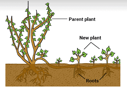 How does a Plant Grow from the Seed? - Science Class 5 PDF Download