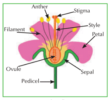 Reproduction through Seeds - Science Class 5 PDF Download