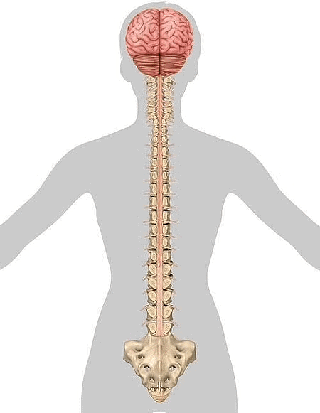 Spinal cord in the human body
