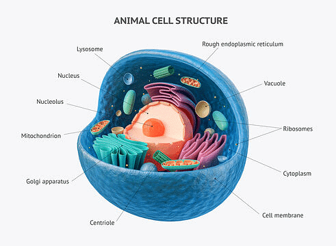 Ncert Exemplar: The Fundamental Unit Of Life - Science Class 9 Pdf Download