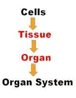 Structural Organization in Animals Chapter Notes - Biology Class 11 ...