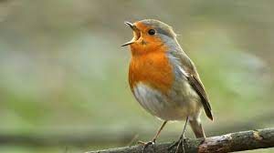 Bird calling out to warn about danger