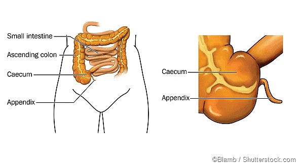 Vermiform Appendix of a human being as a vestigal organ