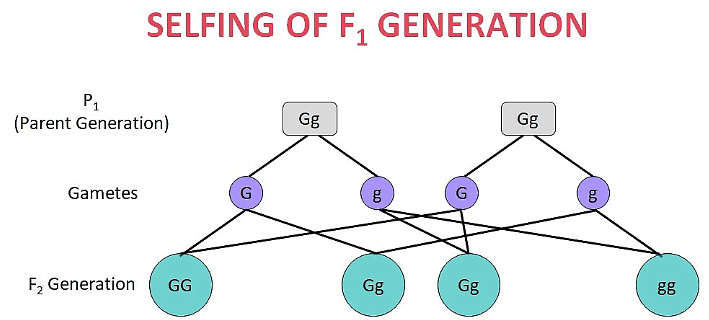 Previous Year Questions: Heredity | Science Class 10