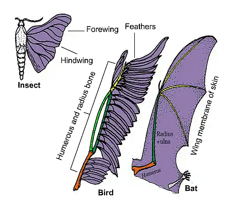 Wing of a bird and an insect showing analogous features. 