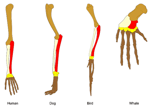 Skeleton of forelimbs of (a) Human (b) Dog  (c) Bird (d) Whale showing homologous features.