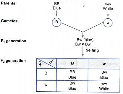 Previous Year Questions: Heredity | Science Class 10