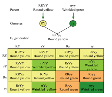 Previous Year Questions: Heredity | Science Class 10