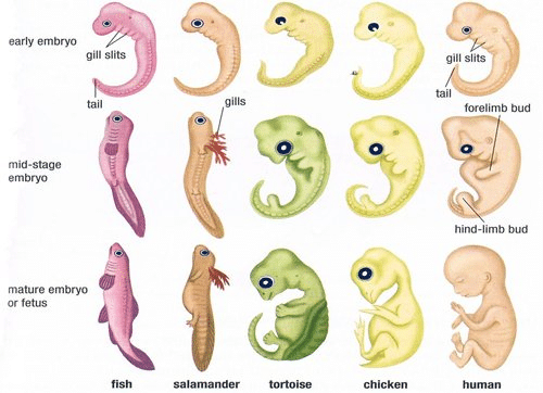 Comparison of early Development stages (a) Fish (b) Salamander (c) Tortoise (d) Chicken (e) Human