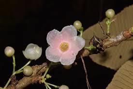 Saurauia Punduana plant